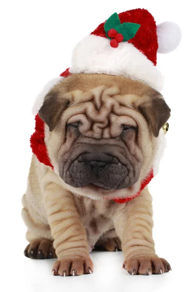 Shar Pei Cachorro Sentado Sobre Fondo Blanco Con Traje Santa Imagen De Stock