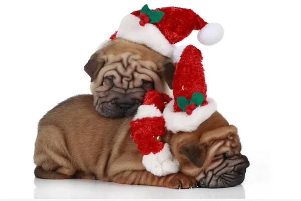 Zwei Sharpei Welpen Sitzen Auf Weißem Hintergrund Mit Weihnachtsmann Kostüm Stockbild