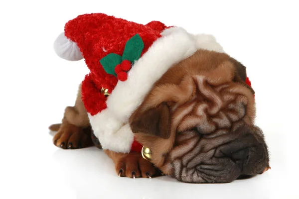 Head Shar Pei Puppy Santa Hat Stock Photo