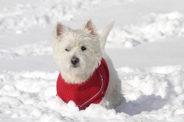 Batı highland beyaz teriier üzerinden açık duran bir kazak ile karda