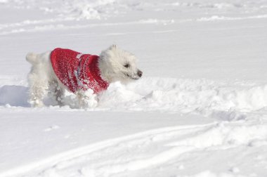 Batı Dağlık beyaz korkunç ile kırmızı bir kazak koklama karda
