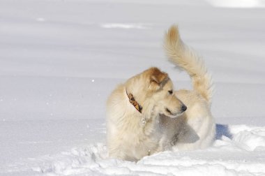 Golden Retriever yarım doğurmak karda koklama ve oyun
