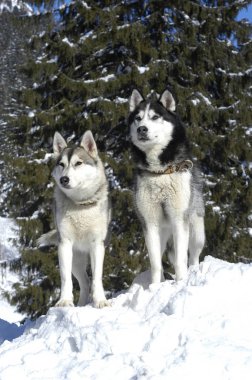Kışın önünde oturan iki Sibirya huskys karlı ağaçların od