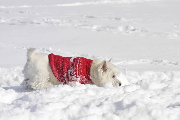 West Highland White Terrier Śniegu Wąchania Czerwony Sweter — Zdjęcie stockowe