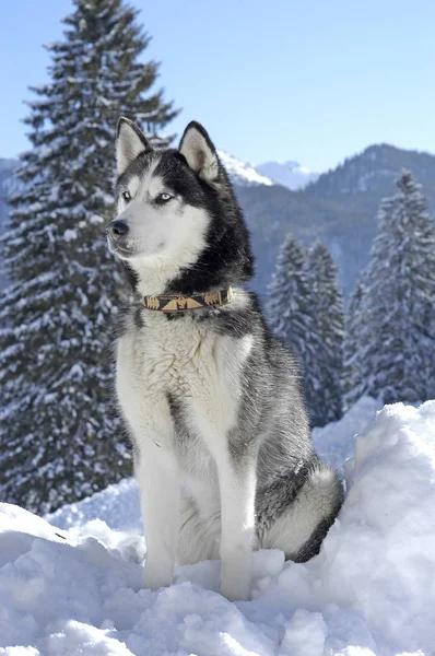 Siberische Husky Zittend Sneeuw Voor Een Besneeuwde Landschap — Stockfoto