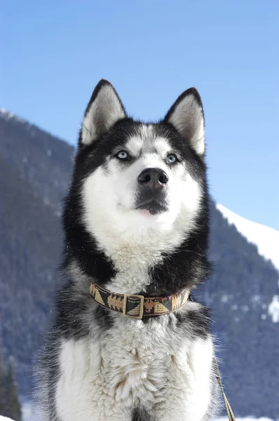 Ansiktet Mörk Siberian Husky Framför Berg — Stockfoto