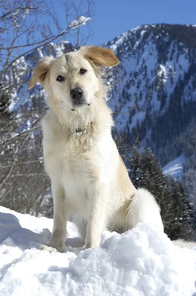 Golden Retriever Rasy Pół Siedząc Śniegu Przed Śnieżny Krajobraz — Zdjęcie stockowe