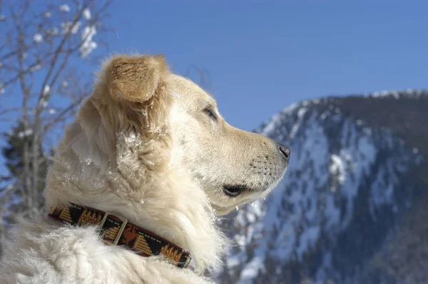 Golden Retriever Μισή Φυλή Από Την Πλευρά Άποψη Στο Χιόνι — Φωτογραφία Αρχείου