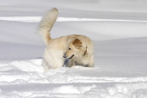 Golden Retriever Połowa Rasa Śniegu Wąchania Odtwarzanie — Zdjęcie stockowe