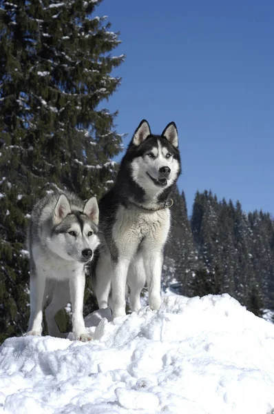 Dwa Huskys Syberyjski Siedząc Zimie Przód Ośnieżonych Drzew — Zdjęcie stockowe