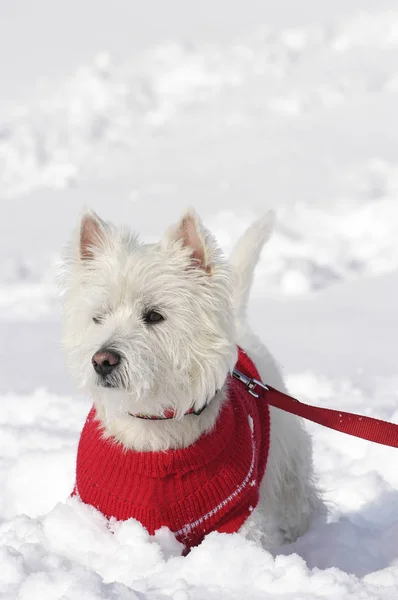 West Highland White Teriier Von Vorne Schnee Stehend Mit Einem Stockbild