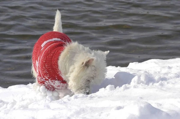 West Highland White Terrier Schnüffelt Schnee Mit Einem Roten Pullover Stockbild