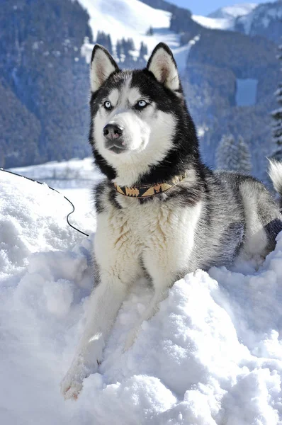 Husky Siberiano Yaciendo Nieve Frente Las Montañas Nevadas Imágenes de stock libres de derechos