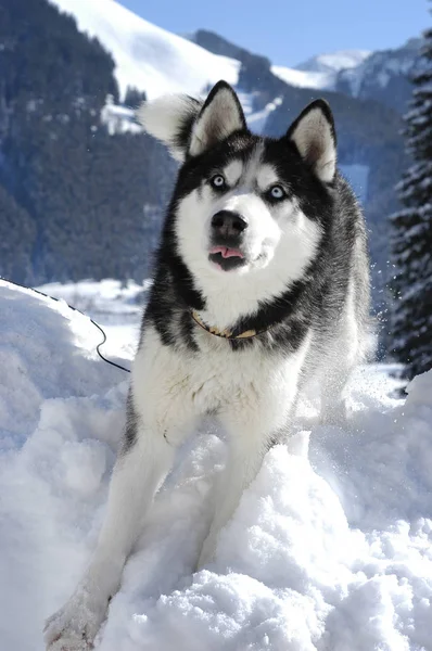 Siberian Husky Liegt Schnee Vor Verschneiten Bergen lizenzfreie Stockfotos