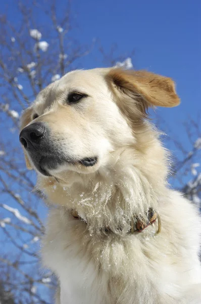 Golden Retriever Razza Mista Headshot Immagini Stock Royalty Free