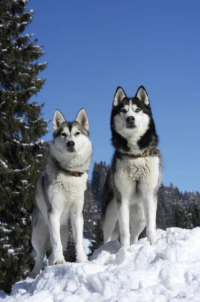 Dva Sibiřské Huskys Sedí Zimě Vpředu Zasněžených Stromech Stock Fotografie