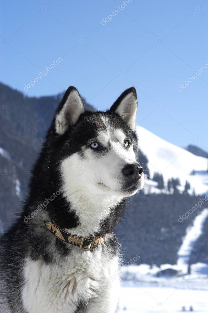 Face of a dark siberian husky in front of mountains