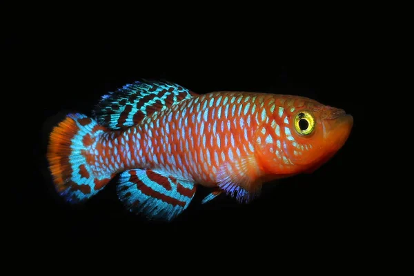 Mozambik 'ten güzel mavi yüzgeçli Nothobranchius (Nothobranchius rachovii) tatlı su yıllık kirpi balığı