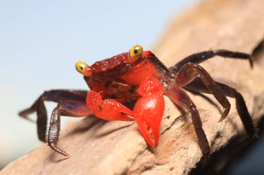 Küçük kırmızı vampir yengeç veya Red Devil (Geosesarma hagen) Java, Endonezya.