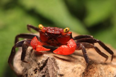 Küçük kırmızı vampir yengeç veya Red Devil (Geosesarma hagen) Java, Endonezya.