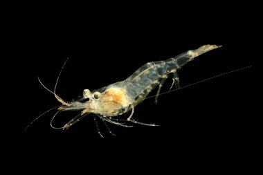 Tatlı Su Hayalet Karidesi ya da Cam Karides (Palaemonetes paludosus) siyah arkaplanda izole edilmiş