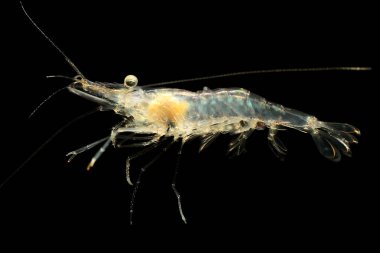 Tatlı Su Hayalet Karidesi ya da Cam Karides (Palaemonetes paludosus) siyah arkaplanda izole edilmiş