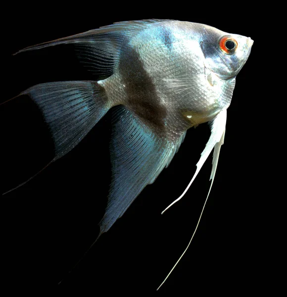 蓝宝石淡水天使鱼 Pterophyllum Scalare 是原产于秘鲁亚马逊的水族馆中最常见的蓝宝石鱼种类 — 图库照片