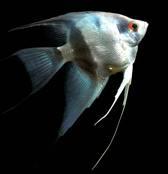 Blue Diamond Sladkovodní Angelfish Pterophyllum Scalare Nejčastějším Druhem Pterofylu Chovaného — Stock fotografie