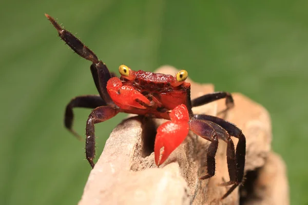 Little Red Vampire Crab Red Devil Geosesarma Hagen Java Indonesia — Stock Photo, Image