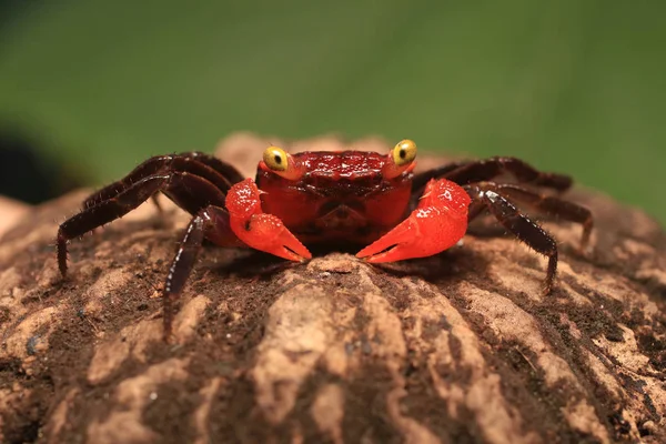 Küçük kırmızı vampir yengeç veya Red Devil (Geosesarma hagen) Java, Endonezya.