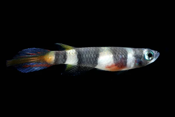 Payaso Killifish Epiplatys Annulatus Pacífico Pececito Acuario Del Oeste África —  Fotos de Stock