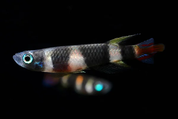 Killifish (Epiplatys annulatus) huzurlu küçük akvaryum balık Batı Afrika'dan palyaço