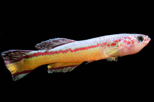 Amiet Lyretail Killi Fish Fundulopanchax Amieti Západní Afriky Kamerun Synonymum — Stock fotografie