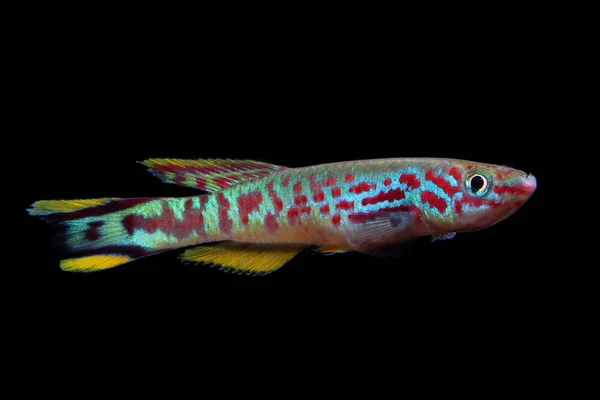 Man Blå Killifish Fundulopanchax Spoorenbergi Mycket Populär Och Färgglad Aqaurium — Stockfoto