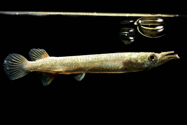 Halfbeak (Dermogenys pusilla) olarak da bilinen Malaya halfbeak familyasına ait bir viviparous halfbeak taze ve tuzlu suları yerli güreş