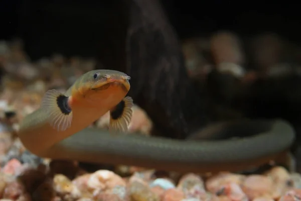 Bichir familyasından halat ya da yılan balığı (Erpetoichthys calabaricus) tatlı su balığı 