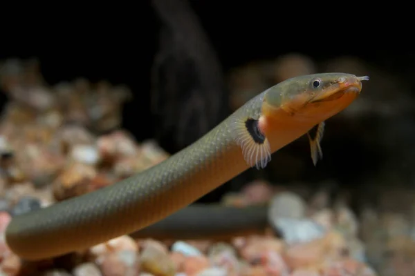 Bichir familyasından halat ya da yılan balığı (Erpetoichthys calabaricus) tatlı su balığı 