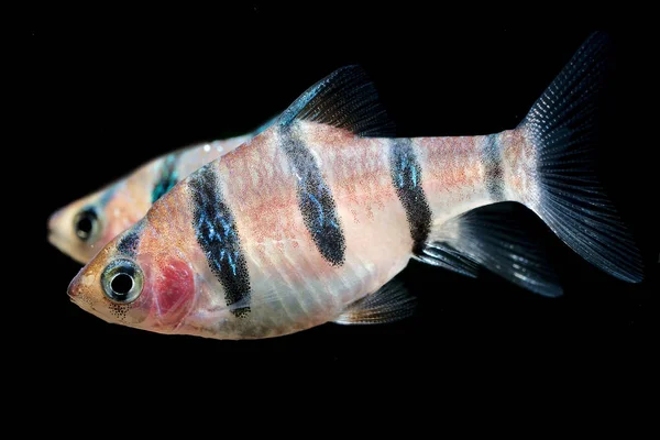 Sehr Beliebter Und Verbreiteter Aquarienfisch Sechsbänder Tigerbarbe Desmopuntius Hexazona Isoliert — Stockfoto