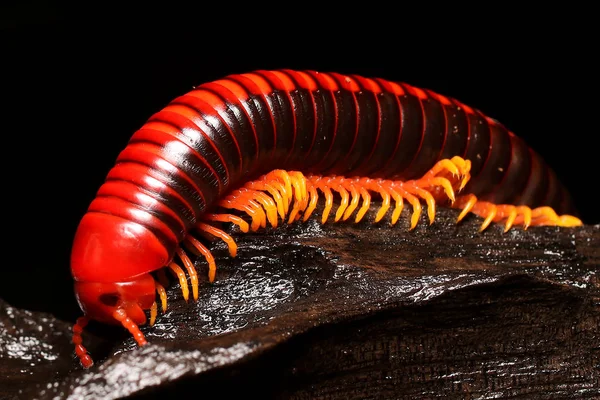 Milpiés Fuego Patas Rojas Aphistogoniulus Corallipes Endémico Selva Tropical Madagascar — Foto de Stock