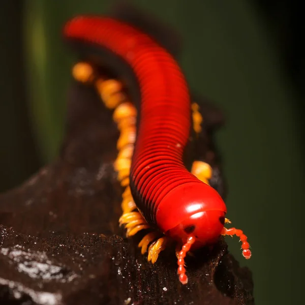 Red Legged Fire Millipede Aphistogoniulus Corallipes Endemic Madagascar Rainforest — Stock Photo, Image