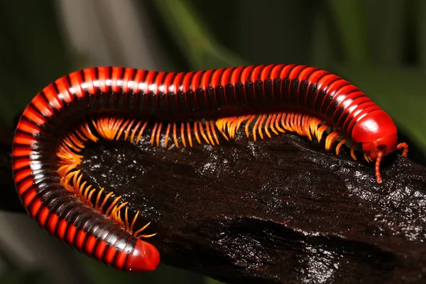 Madagaskar Rainforest için yangın kırkayak (Aphistogoniulus corallipes) endemik Kınalı