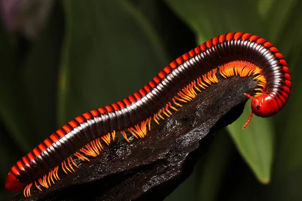 Vöröslábú Tűz Százlábú Aphistogoniulus Corallipes Endemikus Madagaszkár Esőerdő — Stock Fotó