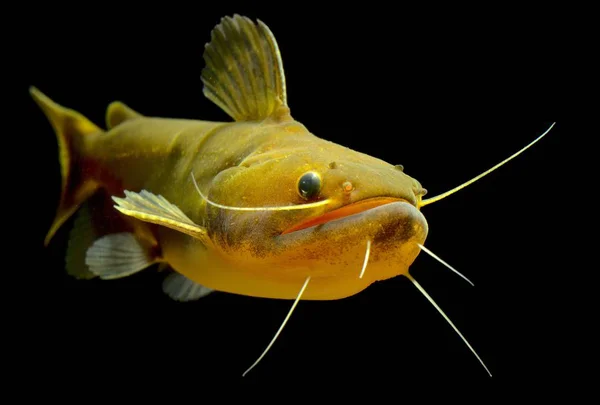 Äkta Amazon Rovdjur Gulper Catfish Eller Ogre Catfish Asterophysus Batrachus — Stockfoto