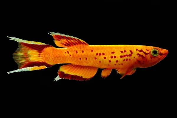 Cape Lopez Golden Lyretail Killi Fishbunte Aquarienfische Cape Lopez Golden — Stockfoto