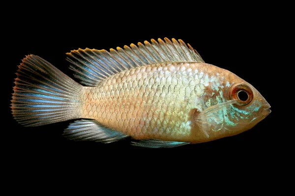 Azul Elétrico Acara Peixe Tankblue Acaras Andinoacara Pulcher Porque Peixes — Fotografia de Stock