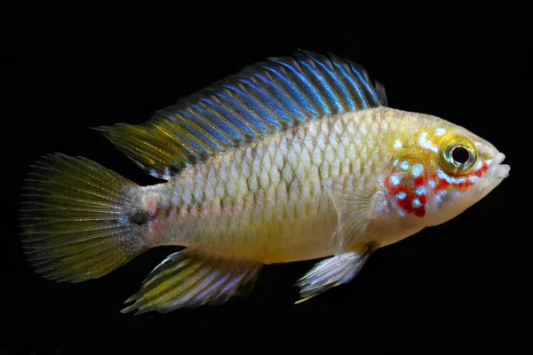 Dwarf Cichlidumbrella Dwarf Cichlid Apistogramma Borellii Походження Південна Бразилія Парагвай — стокове фото