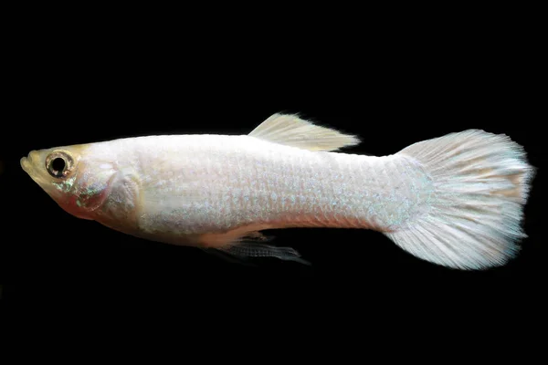 Peixe Cigano Branco Neve Poecilia Reticulata Também Conhecido Como Milionfish — Fotografia de Stock