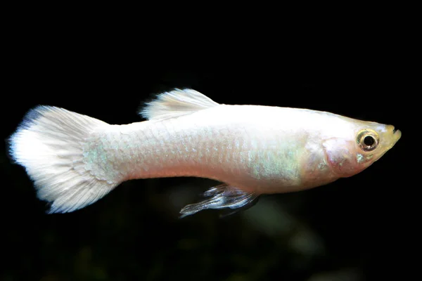 Peixe Cigano Branco Neve Poecilia Reticulata Também Conhecido Como Milionfish — Fotografia de Stock