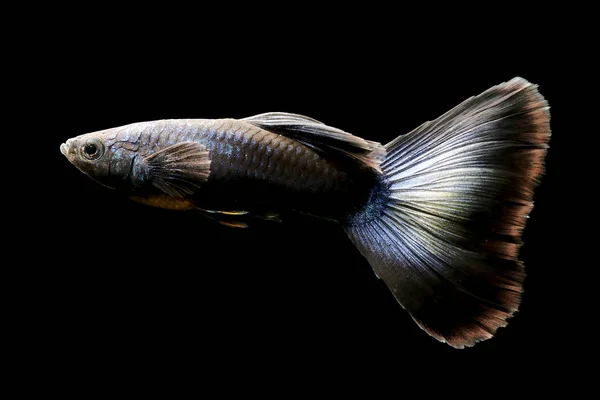 Tavuskuşu Mavi Guppy Balık Akvaryum Balığı Gyppy (Poecilia reticulata), ayrıca Orta Amerika 'dan milyonbalığı olarak da bilinir.