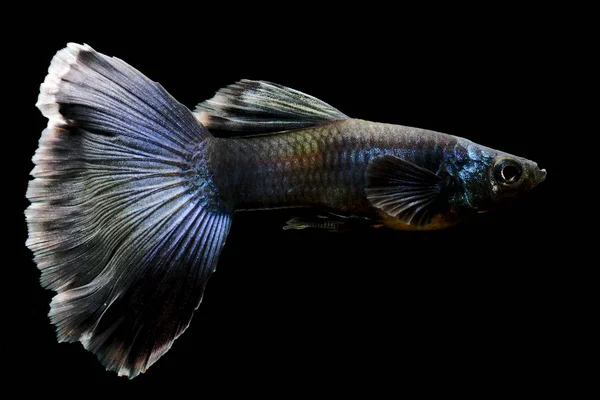 Tavuskuşu Mavi Guppy Balık Akvaryum Balığı Gyppy (Poecilia reticulata), ayrıca Orta Amerika 'dan milyonbalığı olarak da bilinir.